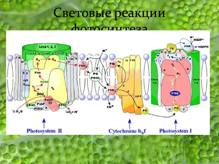 Световые реакции фотосинтеза