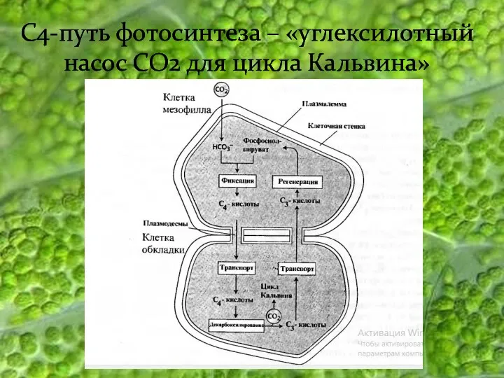 С4-путь фотосинтеза – «углексилотный насос СО2 для цикла Кальвина»