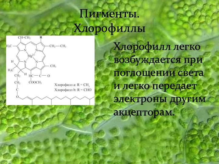 Пигменты. Хлорофиллы Хлорофилл легко возбуждается при поглощении света и легко передает электроны другим акцепторам.