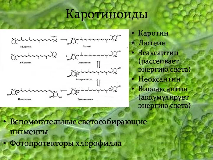 Каротиноиды Каротин Лютеин Зеаксантин (рассеивает энергию света) Неоксантин Виолаксантин (аккумулирует