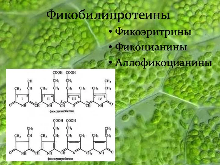 Фикобилипротеины Фикоэритрины Фикоцианины Аллофикоцианины