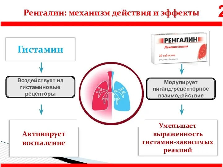 Активирует воспаление Гистамин Уменьшает выраженность гистамин-зависимых реакций Ренгалин: механизм действия