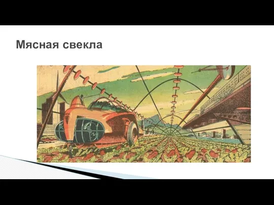 Мясная свекла