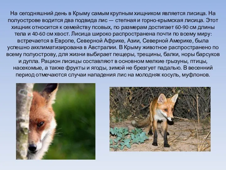 На сегодняшний день в Крыму самым крупным хищником является лисица. На полуострове водится