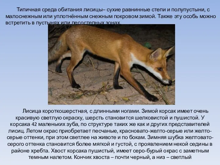 Типичная среда обитания лисицы– сухие равнинные степи и полупустыни, с