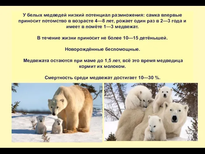 -2,2% к началу 2009 г У белых медведей низкий потенциал