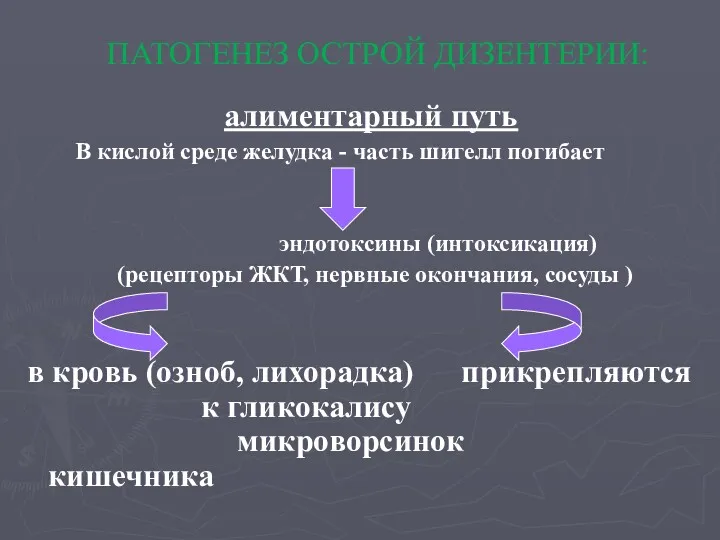 алиментарный путь В кислой среде желудка - часть шигелл погибает