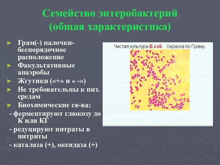 Семейство энтеробактерий (общая характеристика) Грам(-) палочки- беспорядочное расположение Факультативные анаэробы