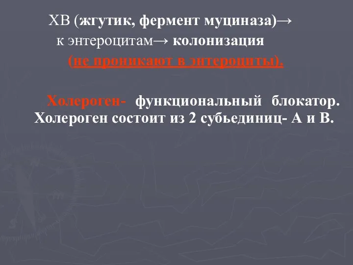 ХВ (жгутик, фермент муциназа)→ к энтероцитам→ колонизация (не проникают в