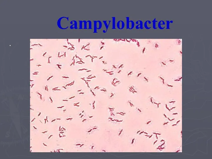 Campylobacter .