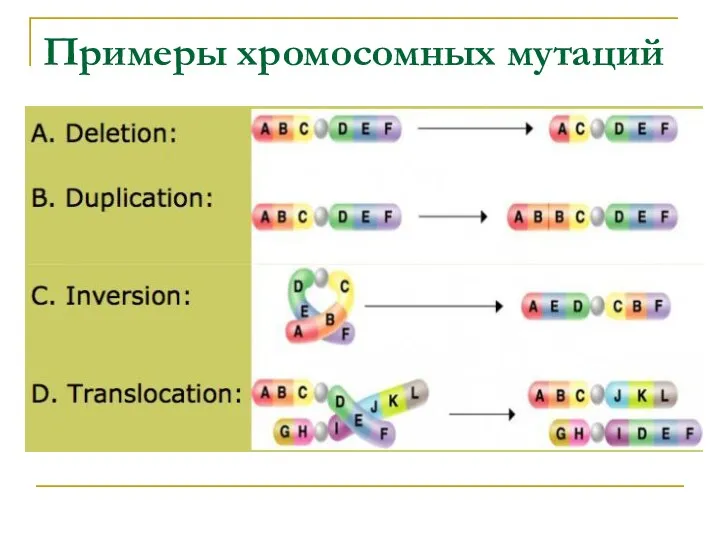 Примеры хромосомных мутаций