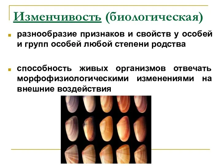 Изменчивость (биологическая) разнообразие признаков и свойств у особей и групп