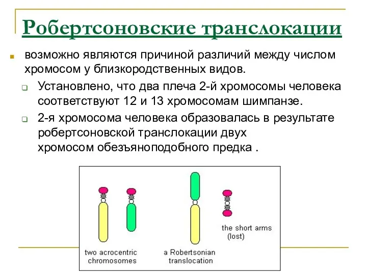 Робертсоновские транслокации возможно являются причиной различий между числом хромосом у