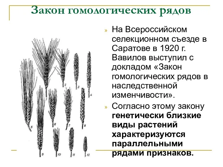 Закон гомологических рядов На Всероссийском селекционном съезде в Саратове в