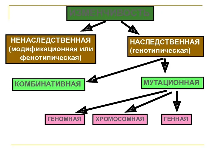 ИЗМЕНЧИВОСТЬ НЕНАСЛЕДСТВЕННАЯ (модификационная или фенотипическая) НАСЛЕДСТВЕННАЯ (генотипическая) КОМБИНАТИВНАЯ МУТАЦИОННАЯ ГЕННАЯ ХРОМОСОМНАЯ ГЕНОМНАЯ