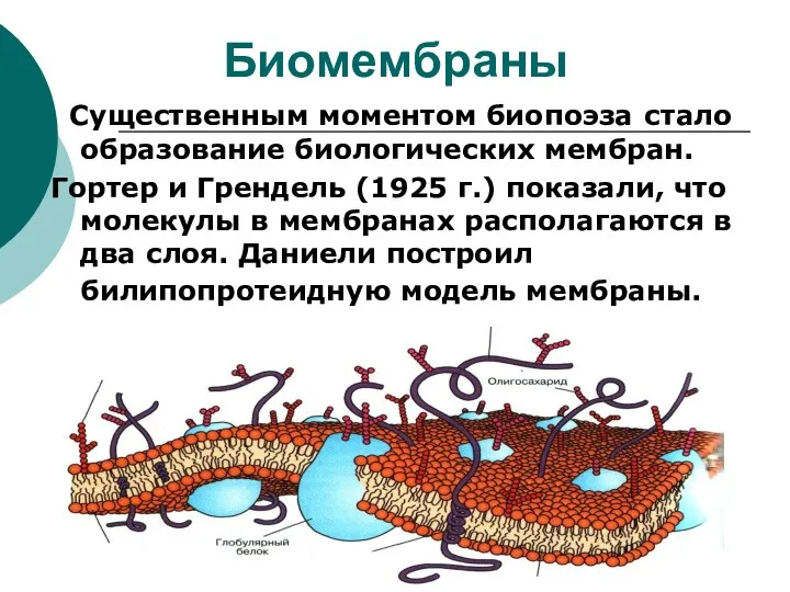 Биомембраны Существенным моментом биопоэза стало образование биологических мембран. Гортер и Грендель (1925 г.)