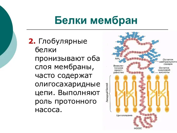 Белки мембран 2. Глобулярные белки пронизывают оба слоя мембраны, часто содержат олигосахаридные цепи.