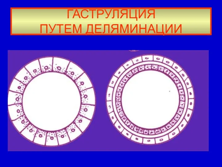 ГАСТРУЛЯЦИЯ ПУТЕМ ДЕЛЯМИНАЦИИ