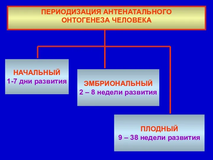 ПЕРИОДИЗАЦИЯ АНТЕНАТАЛЬНОГО ОНТОГЕНЕЗА ЧЕЛОВЕКА НАЧАЛЬНЫЙ 1-7 дни развития ЭМБРИОНАЛЬНЫЙ 2 – 8 недели