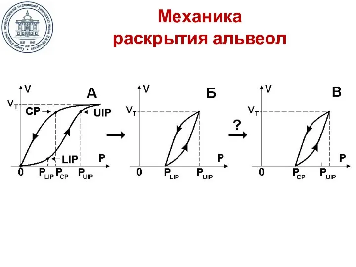 Механика раскрытия альвеол