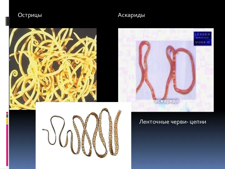 Острицы Аскариды Ленточные черви- цепни