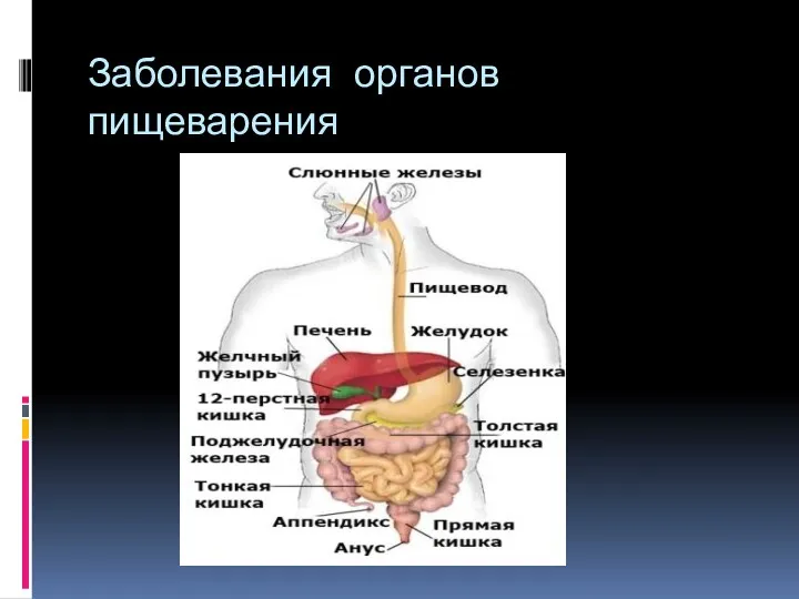 Заболевания органов пищеварения