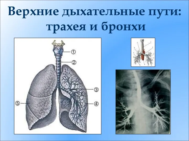 Верхние дыхательные пути: трахея и бронхи