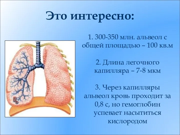 1. 300-350 млн. альвеол с общей площадью – 100 кв.м