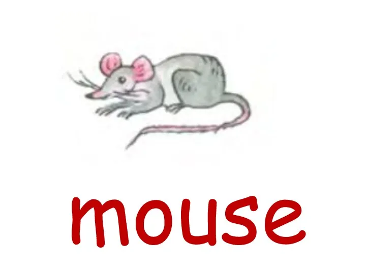 mouse