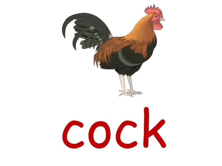 cock