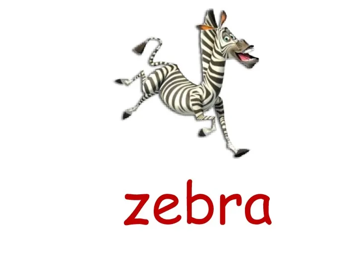 zebra