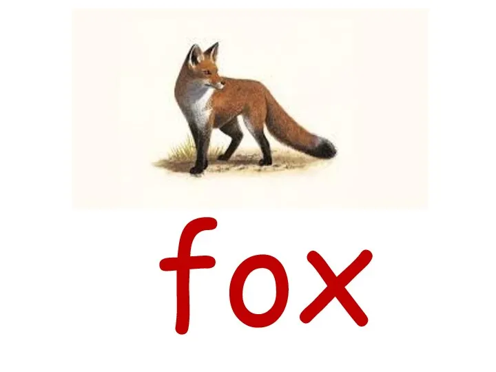 fox