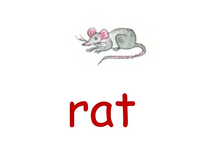 rat