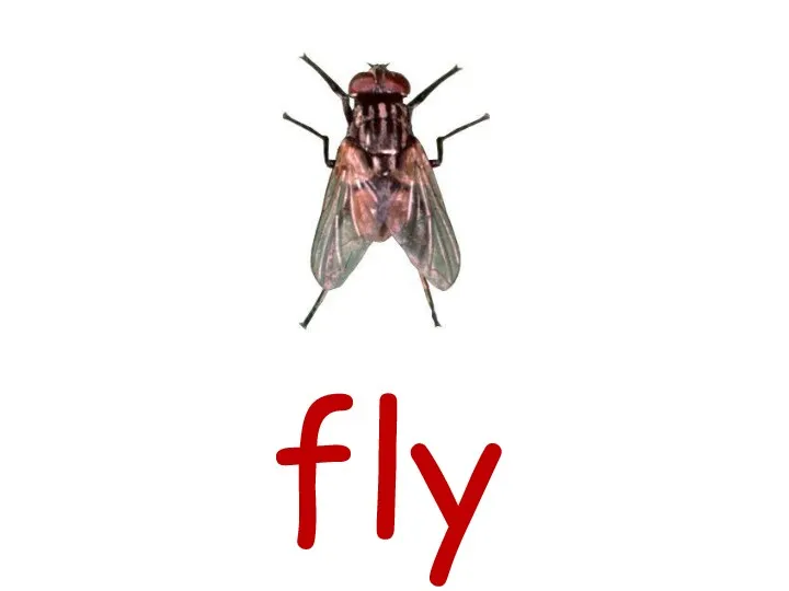 fly