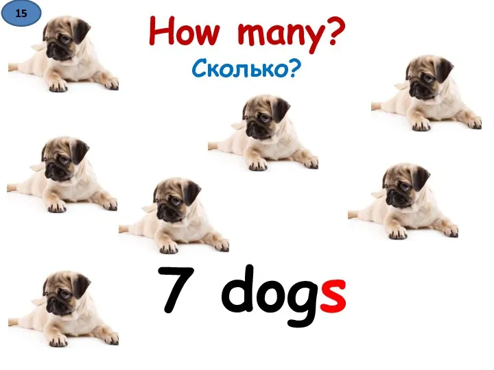 How many? Сколько? 7 dogs 15