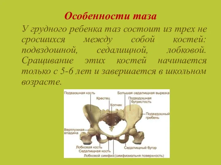 Особенности таза У грудного ребенка таз состоит из трех не