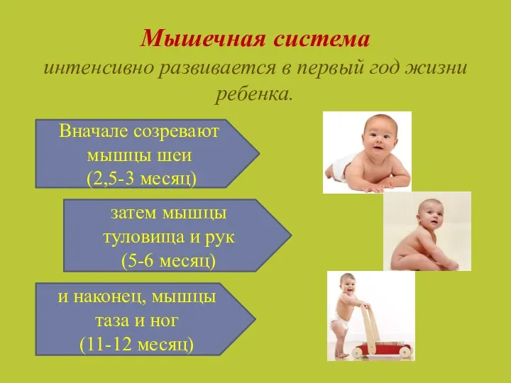 Мышечная система интенсивно развивается в первый год жизни ребенка. Вначале