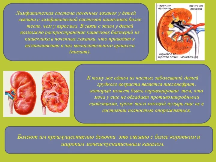 Лимфатическая система почечных лоханок у детей связана с лимфатической системой