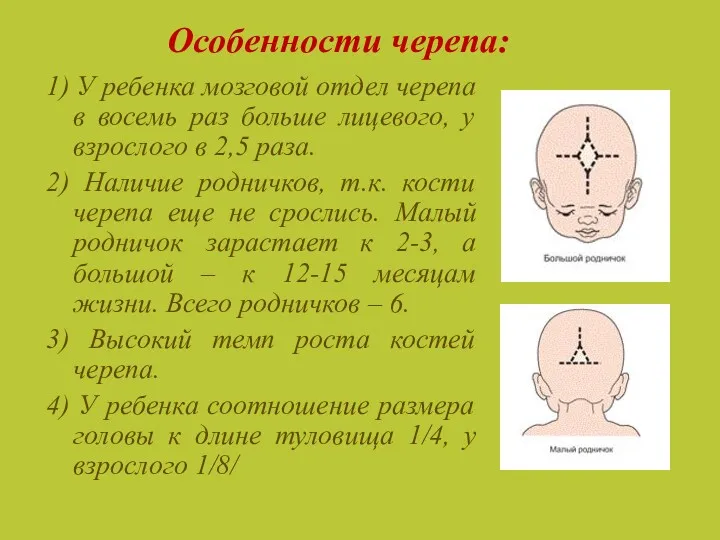 Особенности черепа: 1) У ребенка мозговой отдел черепа в восемь