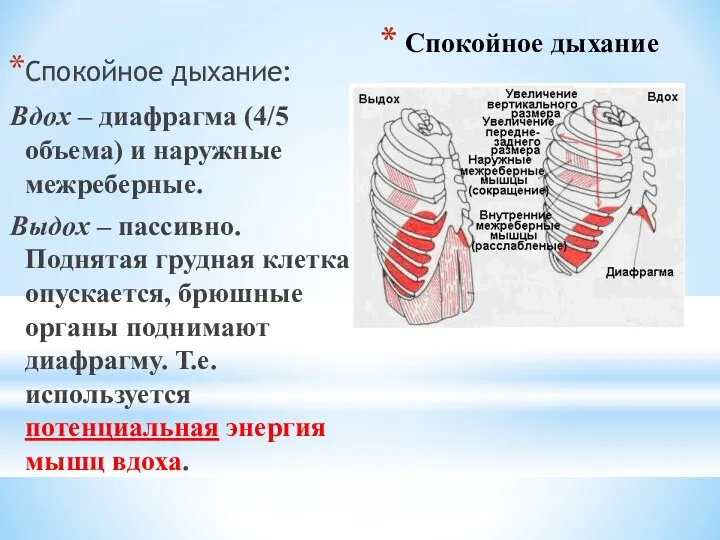 Спокойное дыхание Спокойное дыхание: Вдох – диафрагма (4/5 объема) и