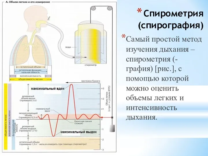 Спирометрия (спирография) Самый простой метод изучения дыхания – спирометрия (-графия)