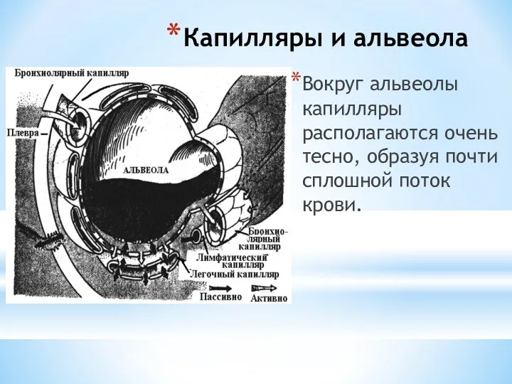 Капилляры и альвеола Вокруг альвеолы капилляры располагаются очень тесно, образуя почти сплошной поток крови.