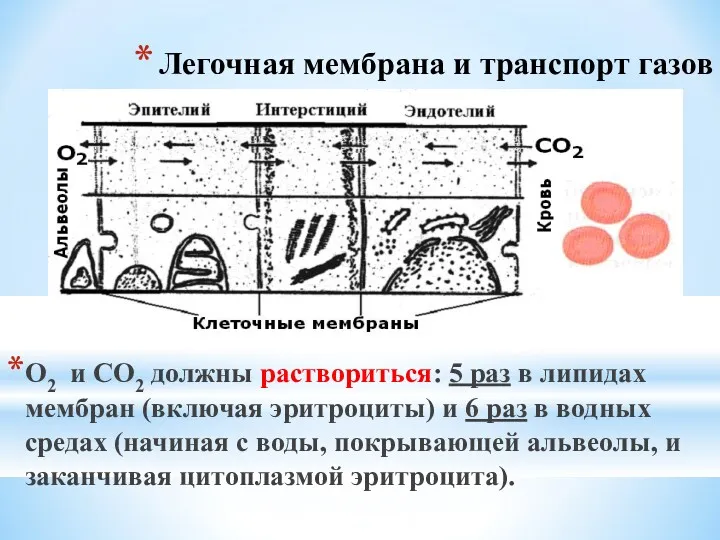 Легочная мембрана и транспорт газов О2 и СО2 должны раствориться: 5 раз в