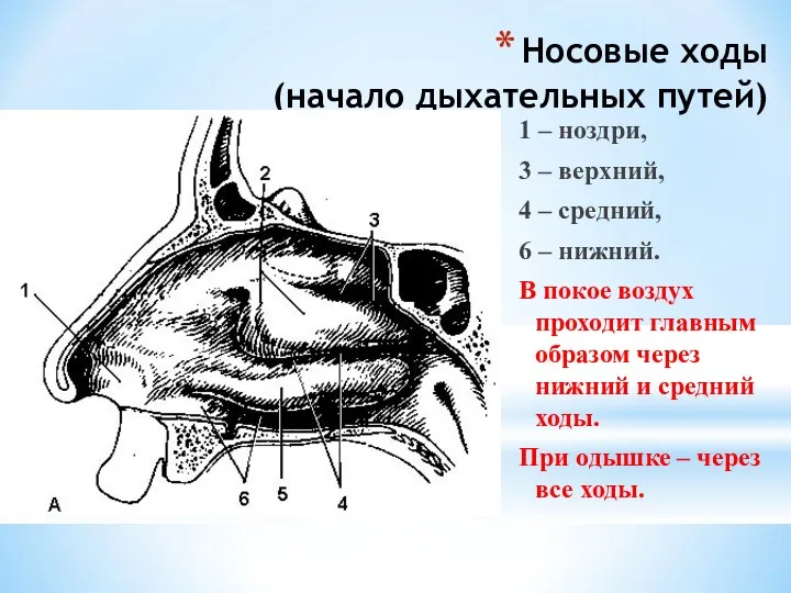 Носовые ходы (начало дыхательных путей) 1 – ноздри, 3 – верхний, 4 –