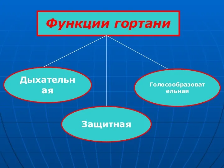 Функции гортани Защитная Дыхательная Голосообразовательная