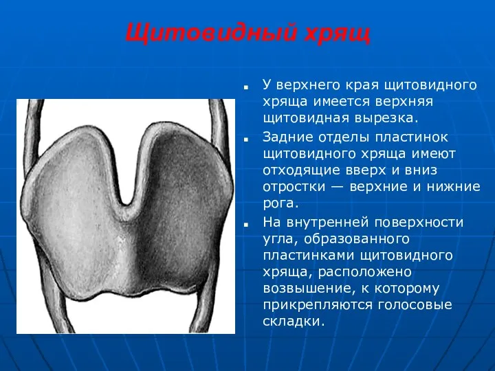 Щитовидный хрящ У верхнего края щитовидного хряща имеется верхняя щитовидная