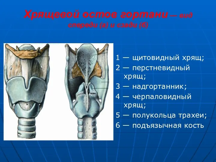 Хрящевой остов гортани — вид спереди (а) и сзади (б)