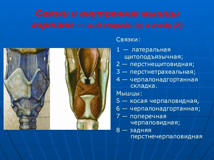 Связки и внутренние мышцы гортани — вид спереди (а) и