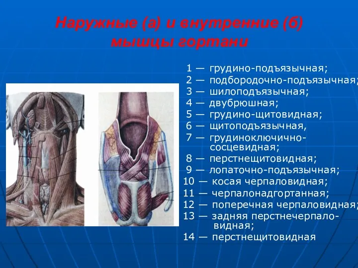 Наружные (а) и внутренние (б) мышцы гортани 1 — грудино-подъязычная;