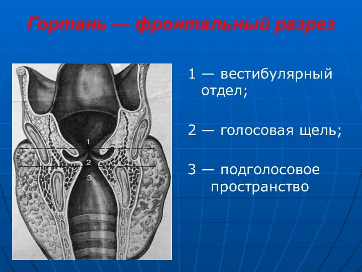 Гортань — фронтальный разрез 1 — вестибулярный отдел; 2 — голосовая щель; 3 — подголосовое пространство